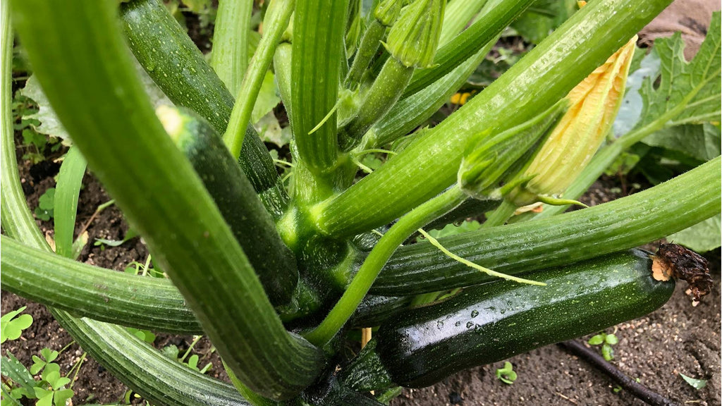 瀬織野菜