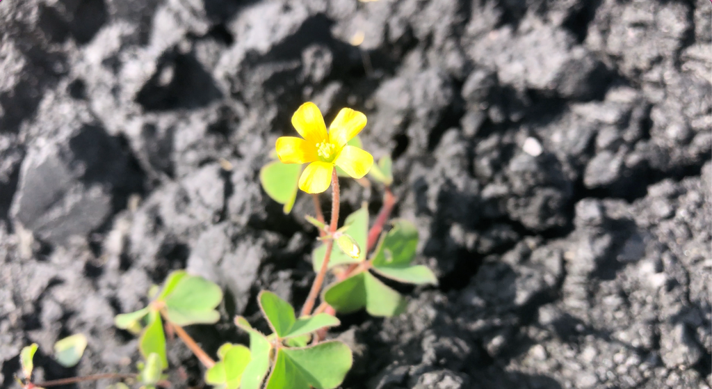 三次の馬洗川の種