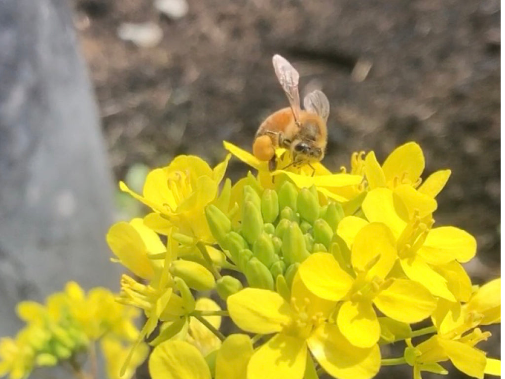 虫が季節を教えてくれます