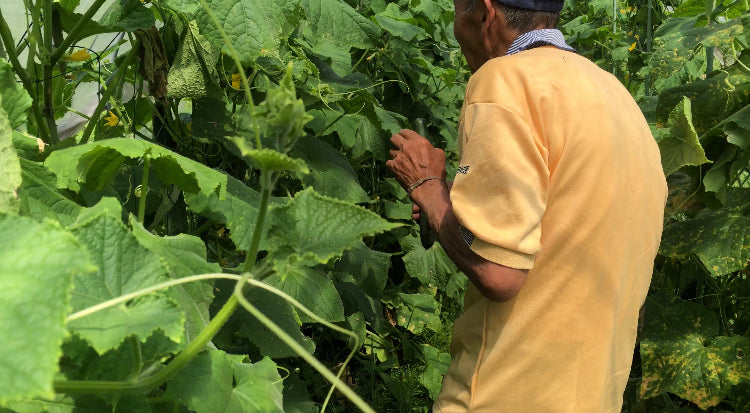 オーガニック野菜とは